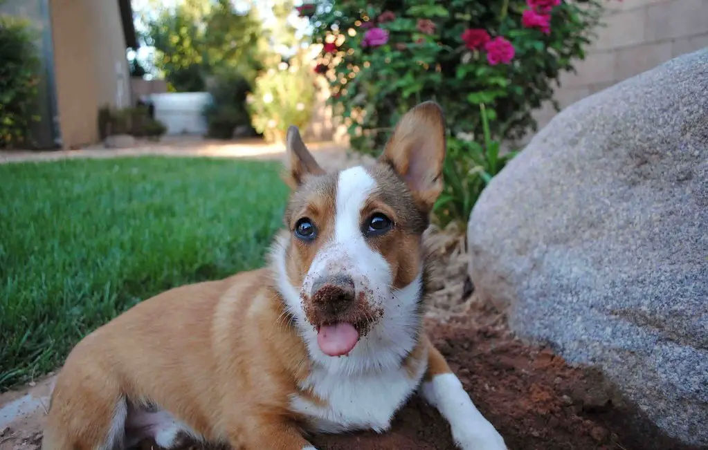 How to Stop Your Dog From Digging Up Your Garden