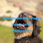 Best Puppy Foods in the Philippines