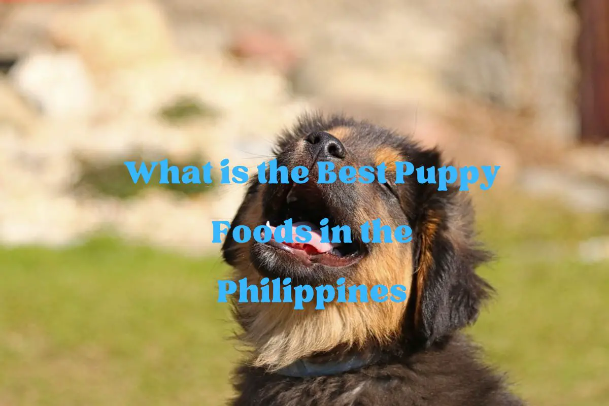 Best Puppy Foods in the Philippines