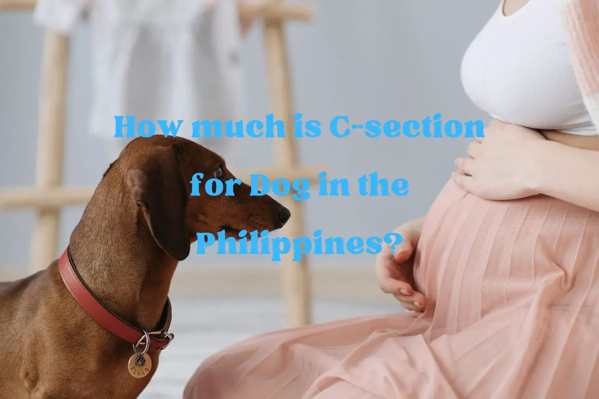 How much is C-section for Dog in the Philippines?