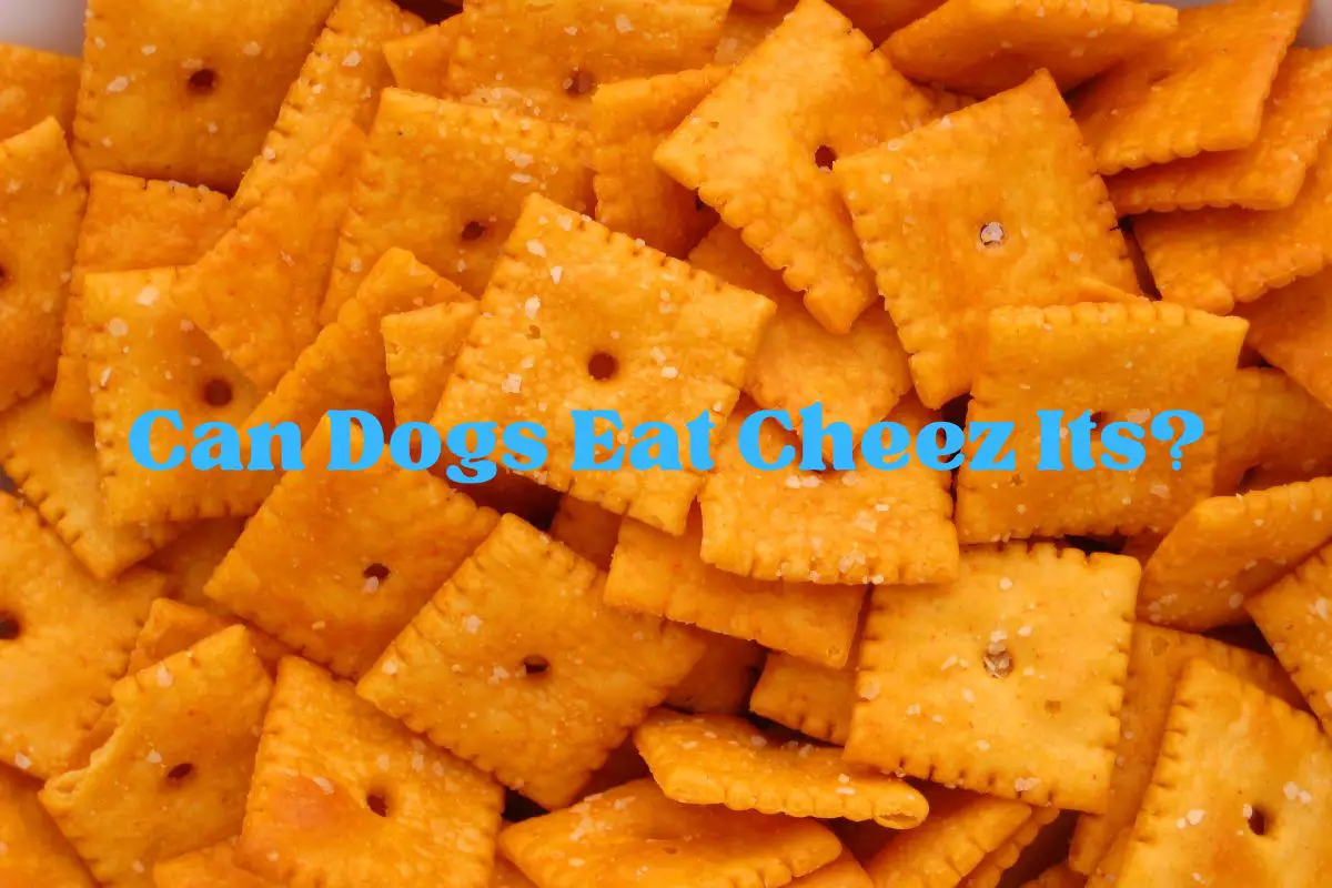 Can Dogs Eat Cheez Its?