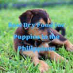 Best Dry Food for Puppies in the Philippines