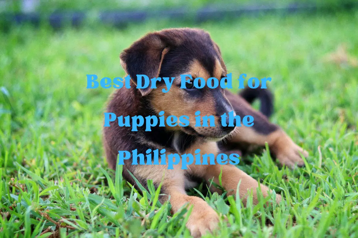 Best Dry Food for Puppies in the Philippines