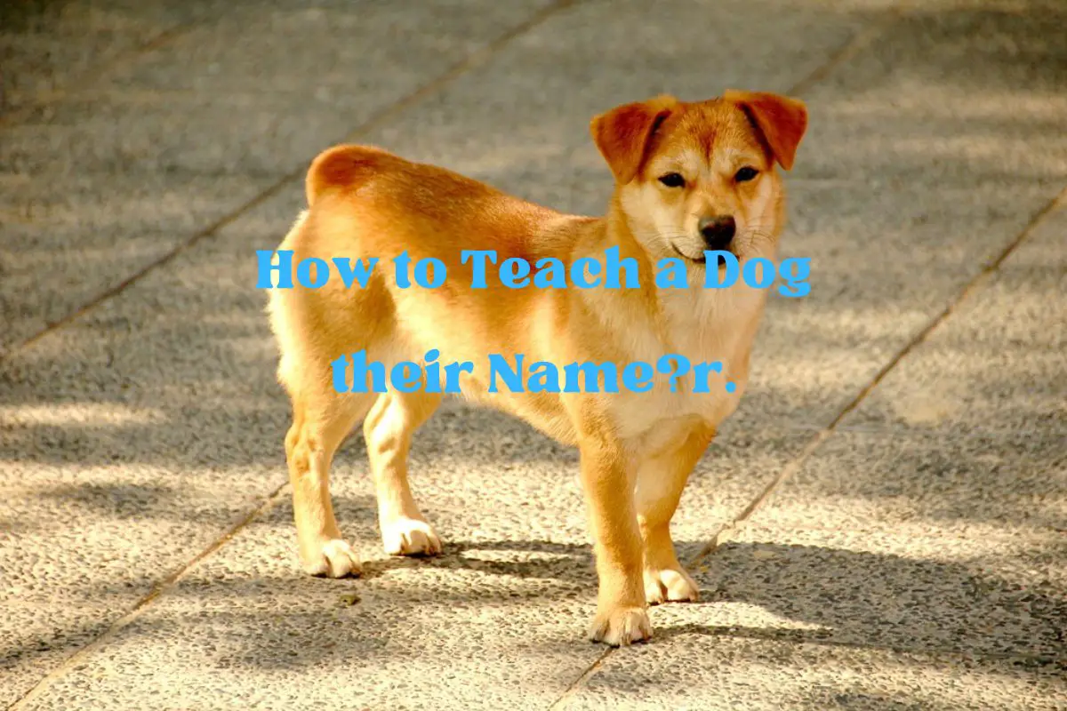 How to Teach a Dog their Name?