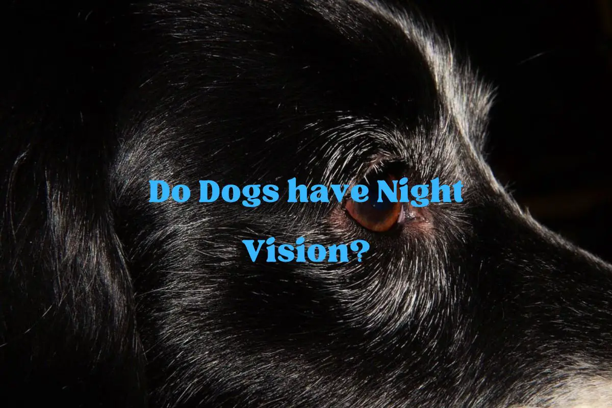 Do Dogs have Night Vision?