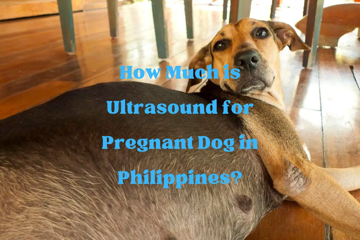 How Much is Ultrasound for Pregnant Dog in Philippines?