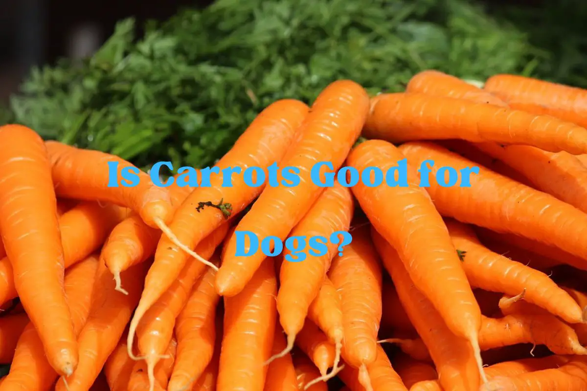 Is Carrots Good for Dogs?