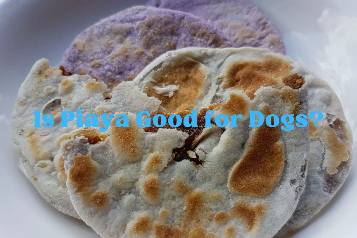 Is Piaya Good for Dogs?