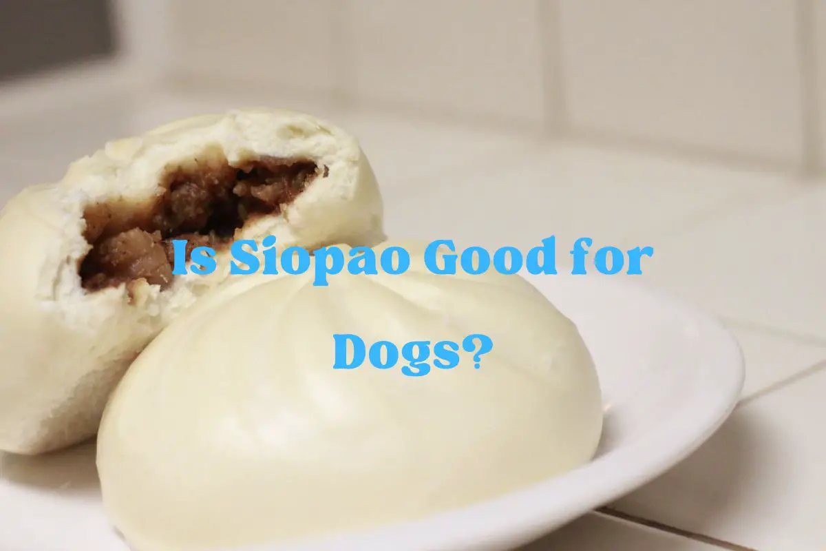 Is Siopao Good for Dogs?