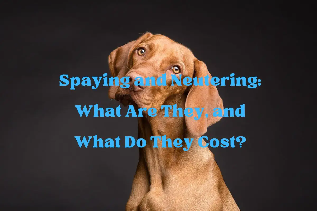 Spaying and Neutering