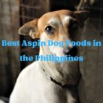 Best Aspin Dog Foods in the Philippines
