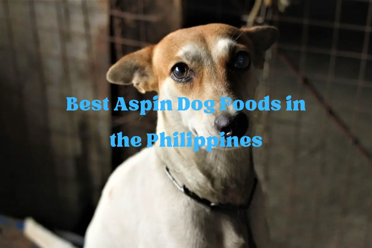 Best Aspin Dog Foods in the Philippines