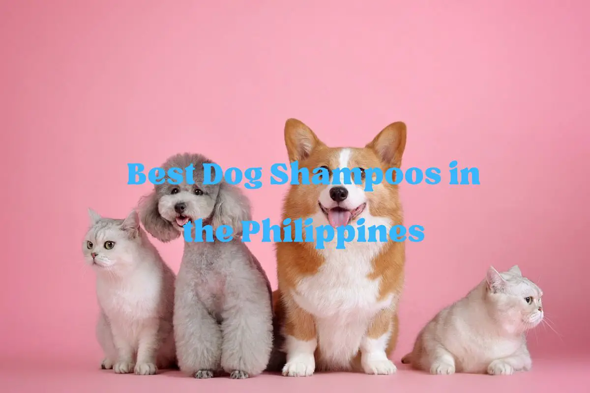 Best Dog Shampoos in the Philippines