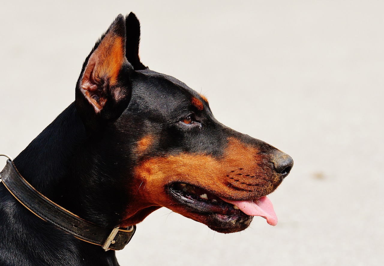 Doberman Ear Cropping in the Philippines