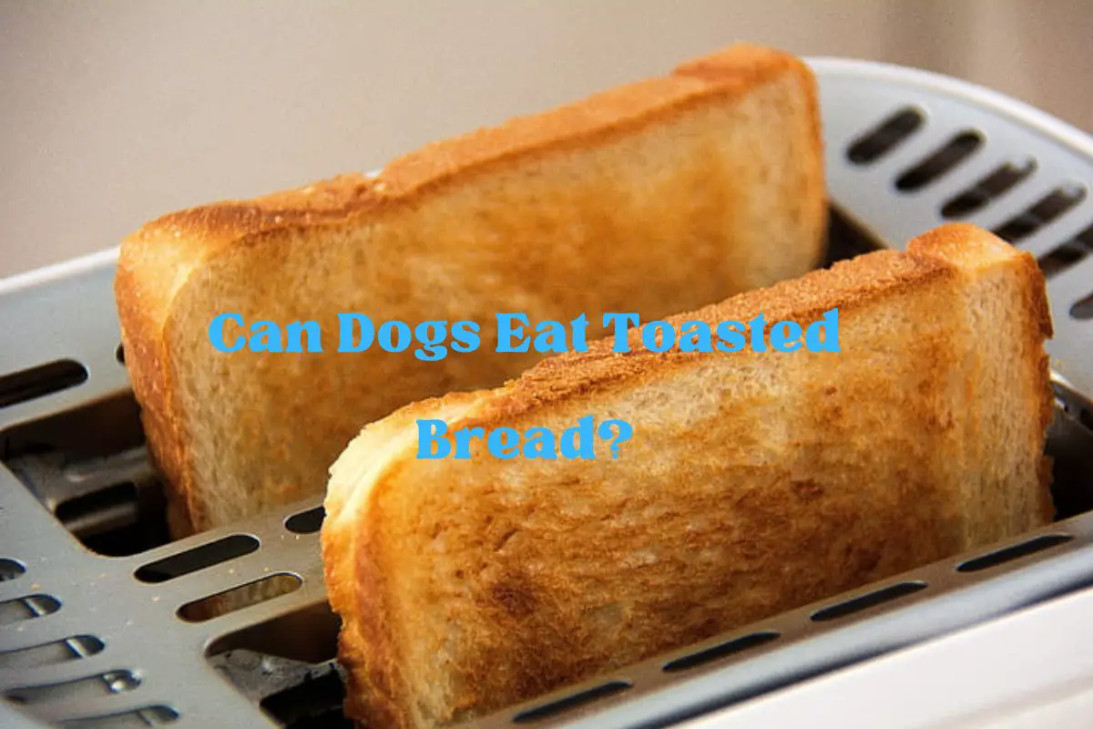 Can Dogs Eat Toasted Bread?