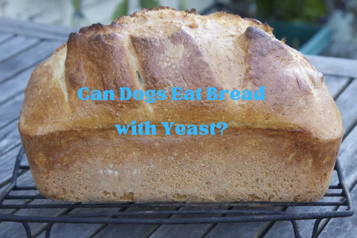 Can Dogs Eat Bread with Yeast?