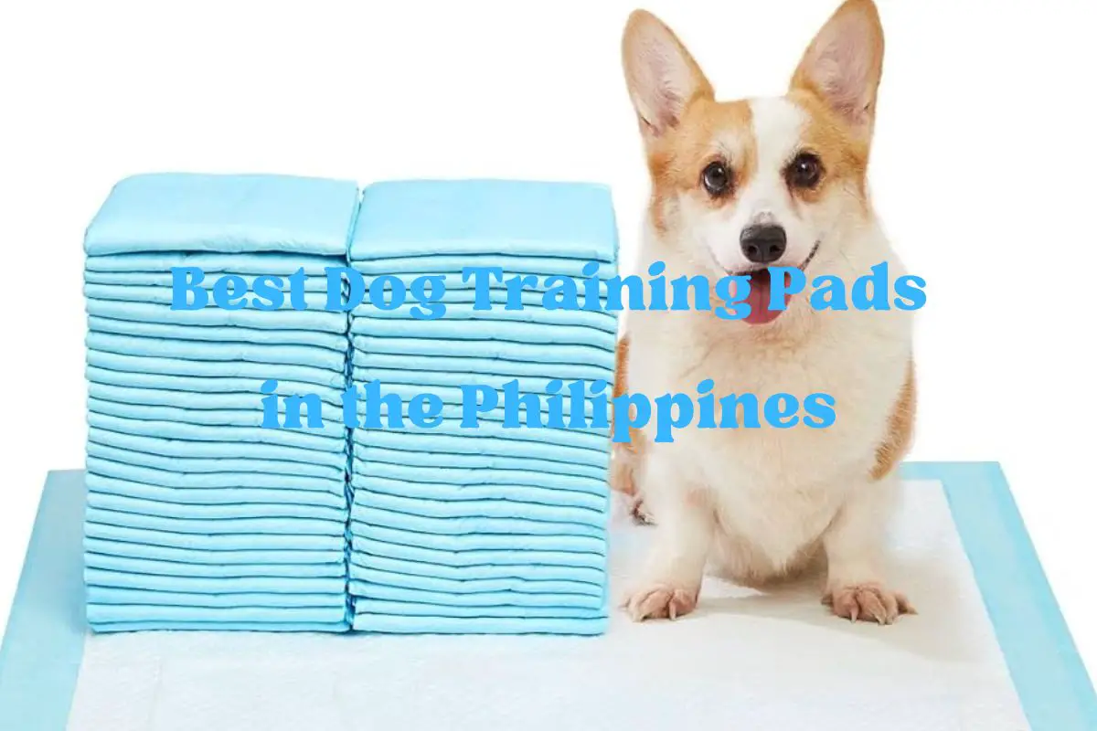 Best Dog Training Pads in the Philippines