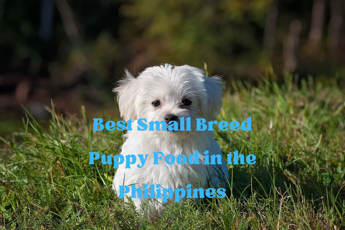 Best Small Breed Puppy Food in the Philippines