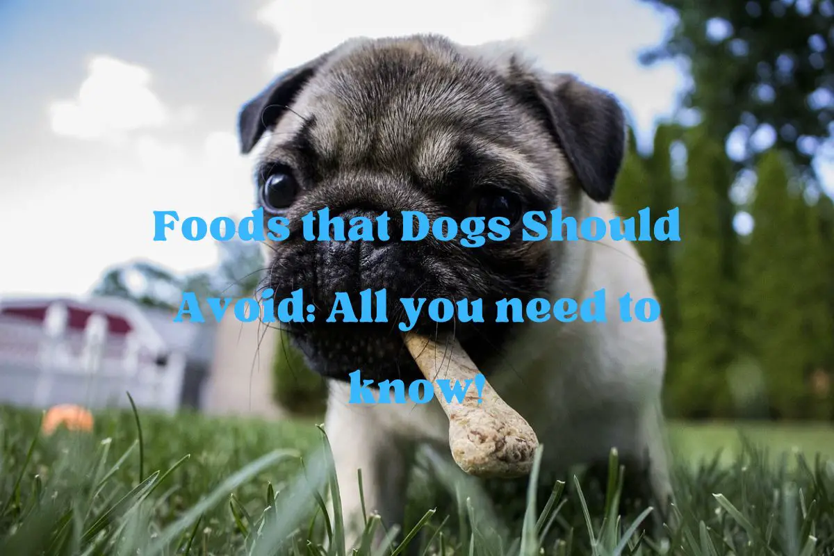 Foods that Dogs Should Avoid