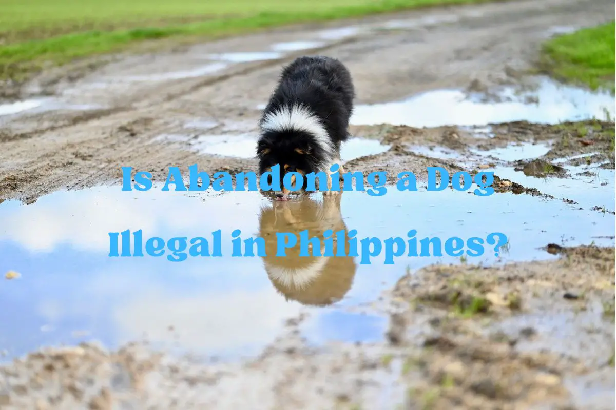 Is Abandoning a Dog Illegal in Philippines?