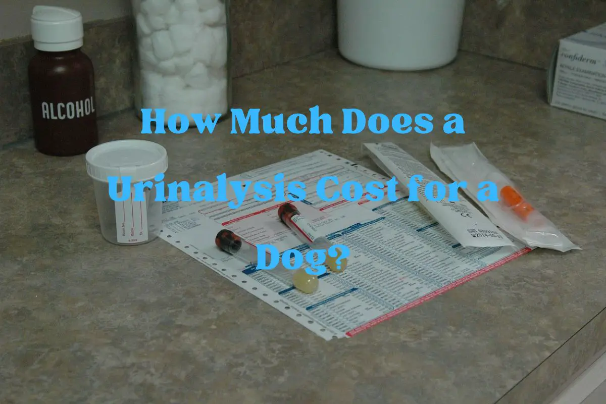 How Much Does a Urinalysis Cost for a Dog?