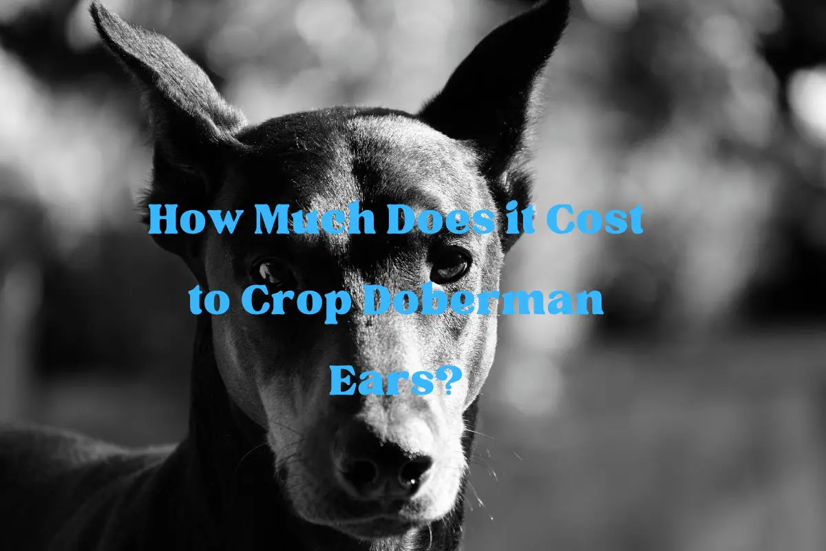 How Much Does it Cost to Crop Doberman Ears?