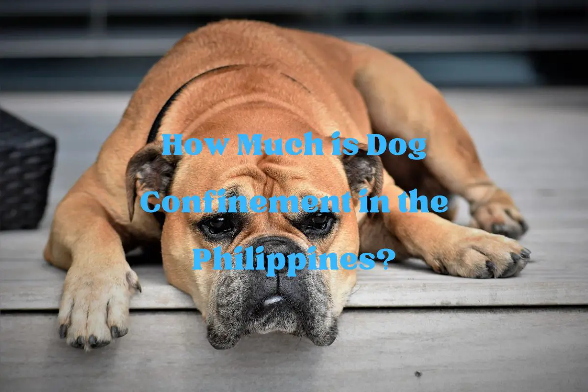 How Much is Dog Confinement in the Philippines?