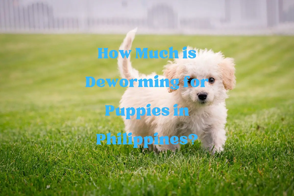 How Much is Deworming for Puppies in Philippines?