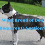 What Breed of Dog Requires C-Section?