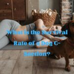 What is the Survival Rate of a Dog C-Section?