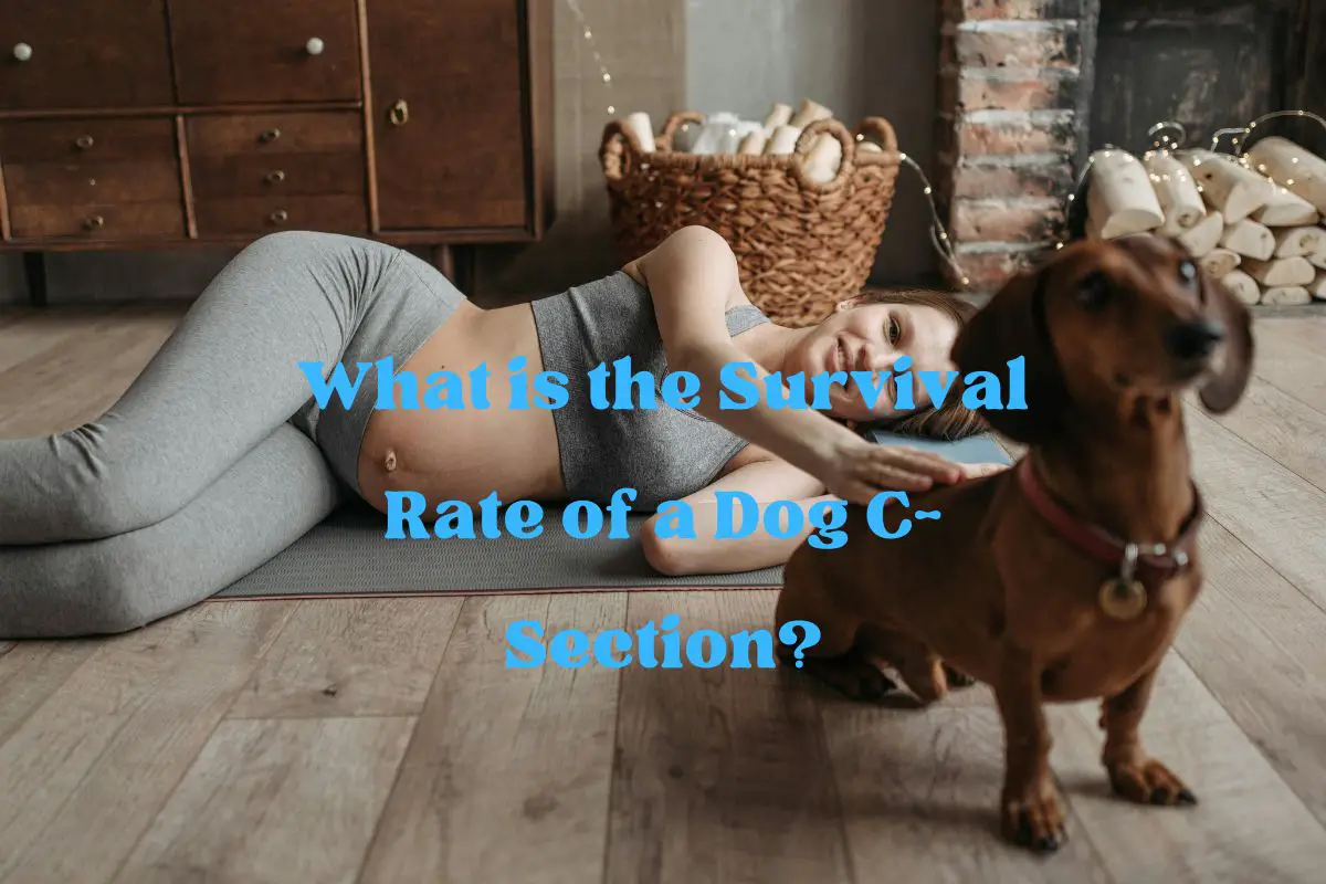 What is the Survival Rate of a Dog C-Section?