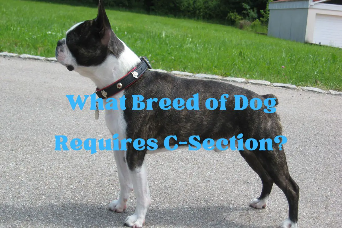 What Breed of Dog Requires C-Section?