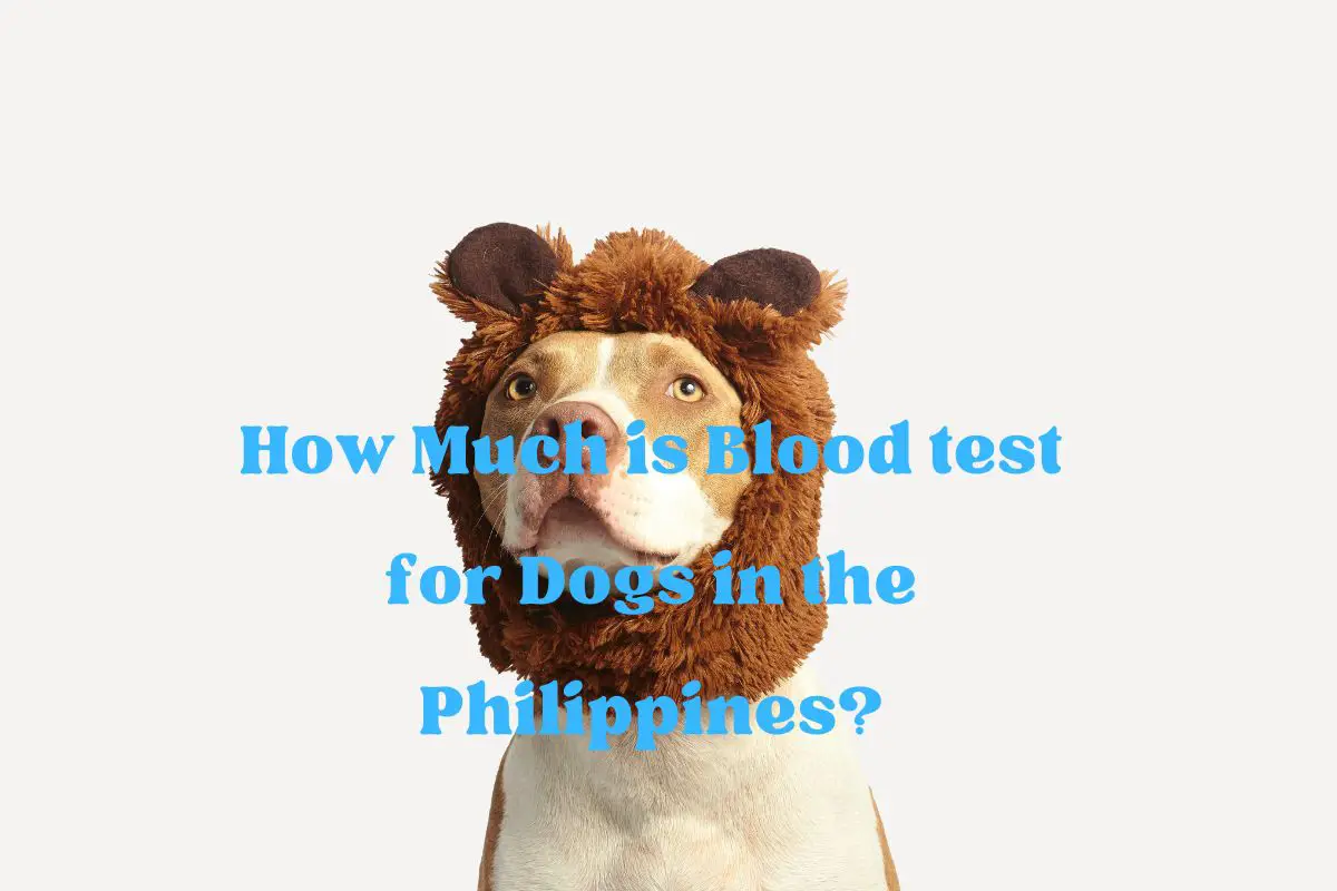 How Much is Blood test for Dogs in the Philippines?