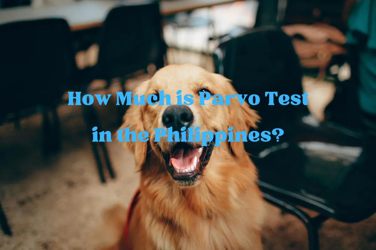 How Much is Parvo Test in the Philippines?