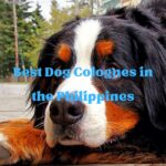 Best Dog Colognes in the Philippines