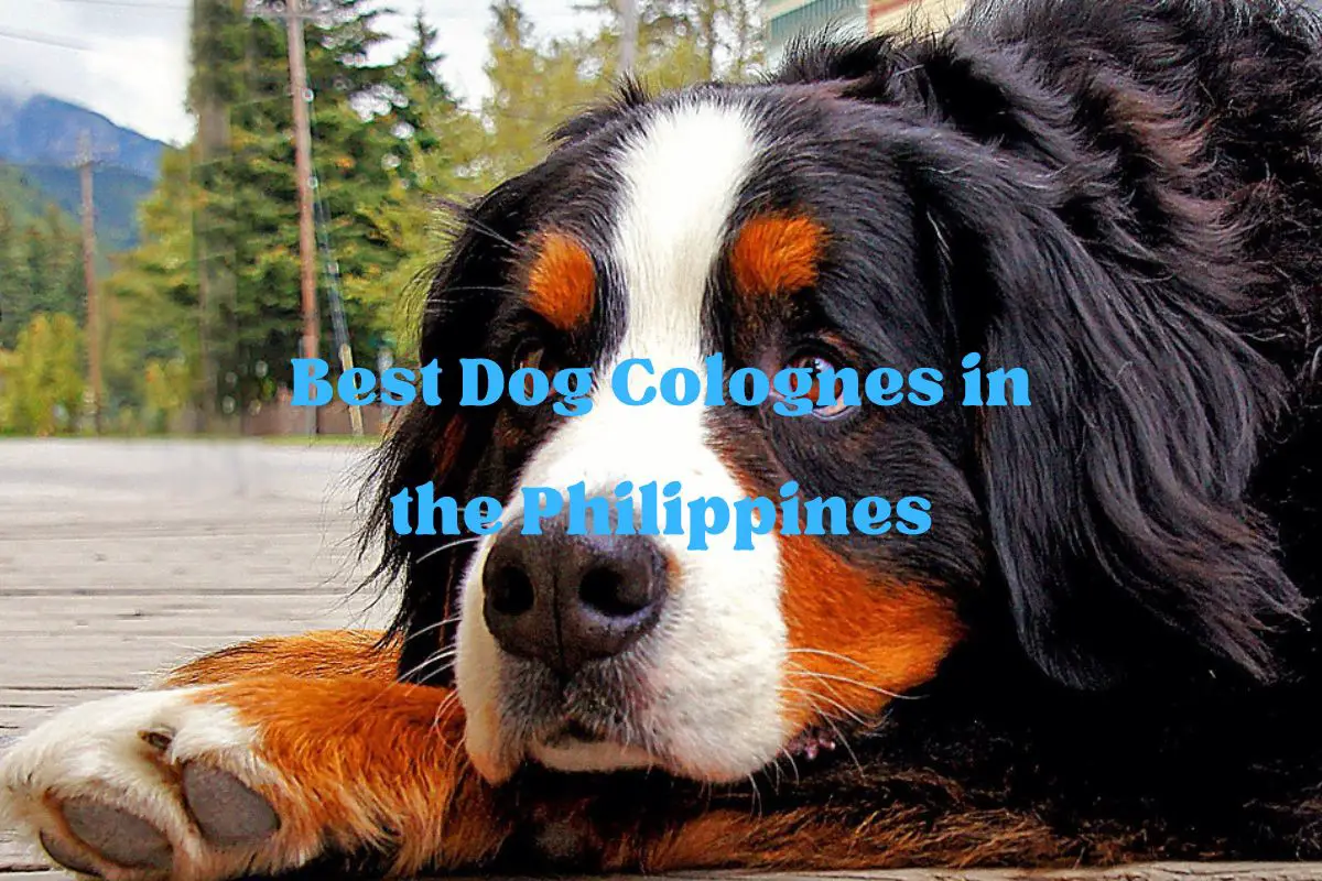 Best Dog Colognes in the Philippines