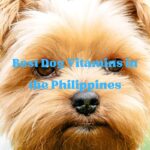 Best Dog Vitamins in the Philippines