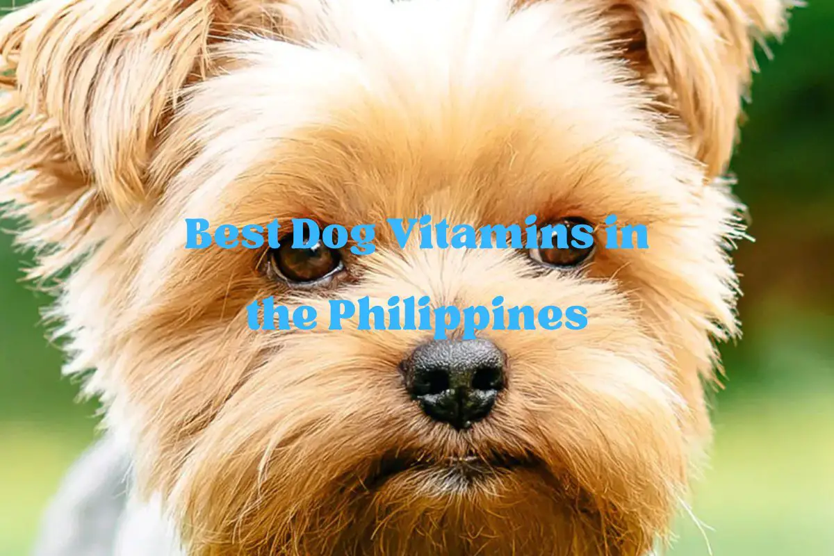 Best Dog Vitamins in the Philippines