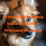 Male Dog Names