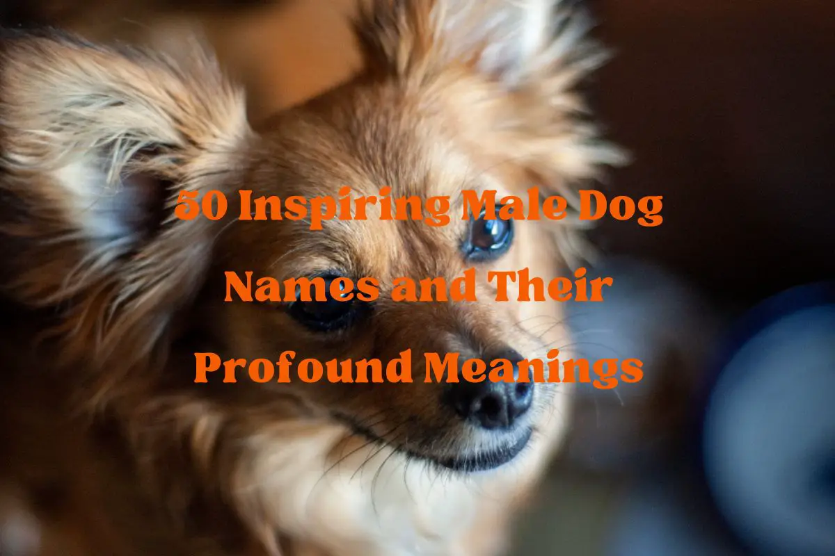 Male Dog Names