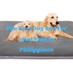 Best Dog Bed for Joint Pain in Philippines