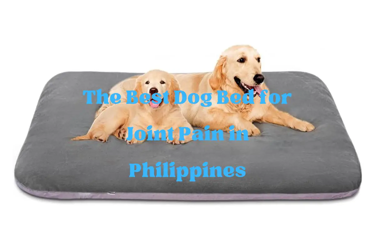 Best Dog Bed for Joint Pain in Philippines