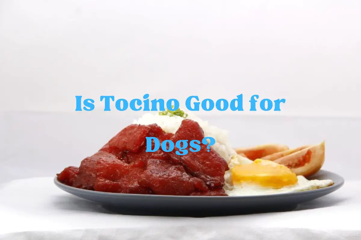 Is Tocino Good for Dogs?