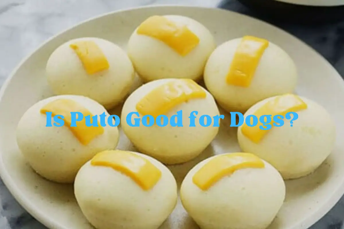 Is Puto Good for Dogs?